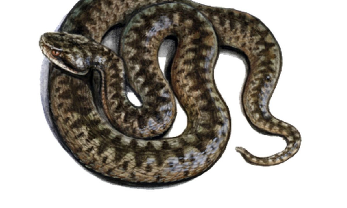 Обыкновенная гадюка для детей