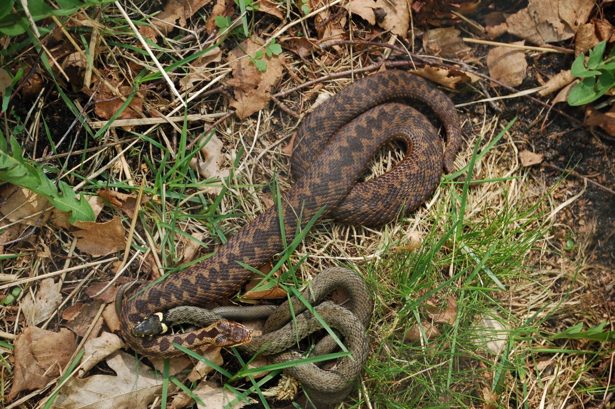 Змея гадюка на Урале