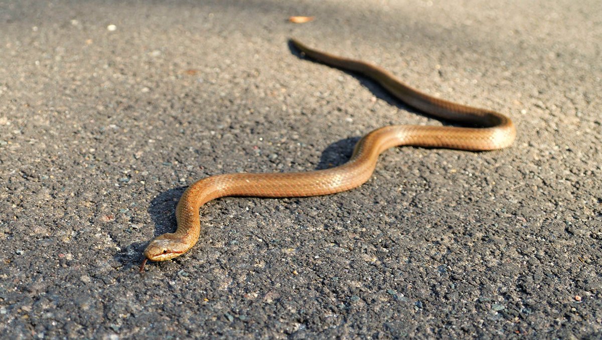Гадюка светло коричневая