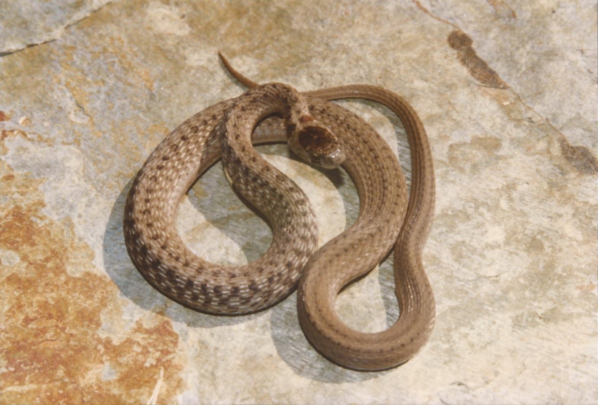 Гадюка коричневая