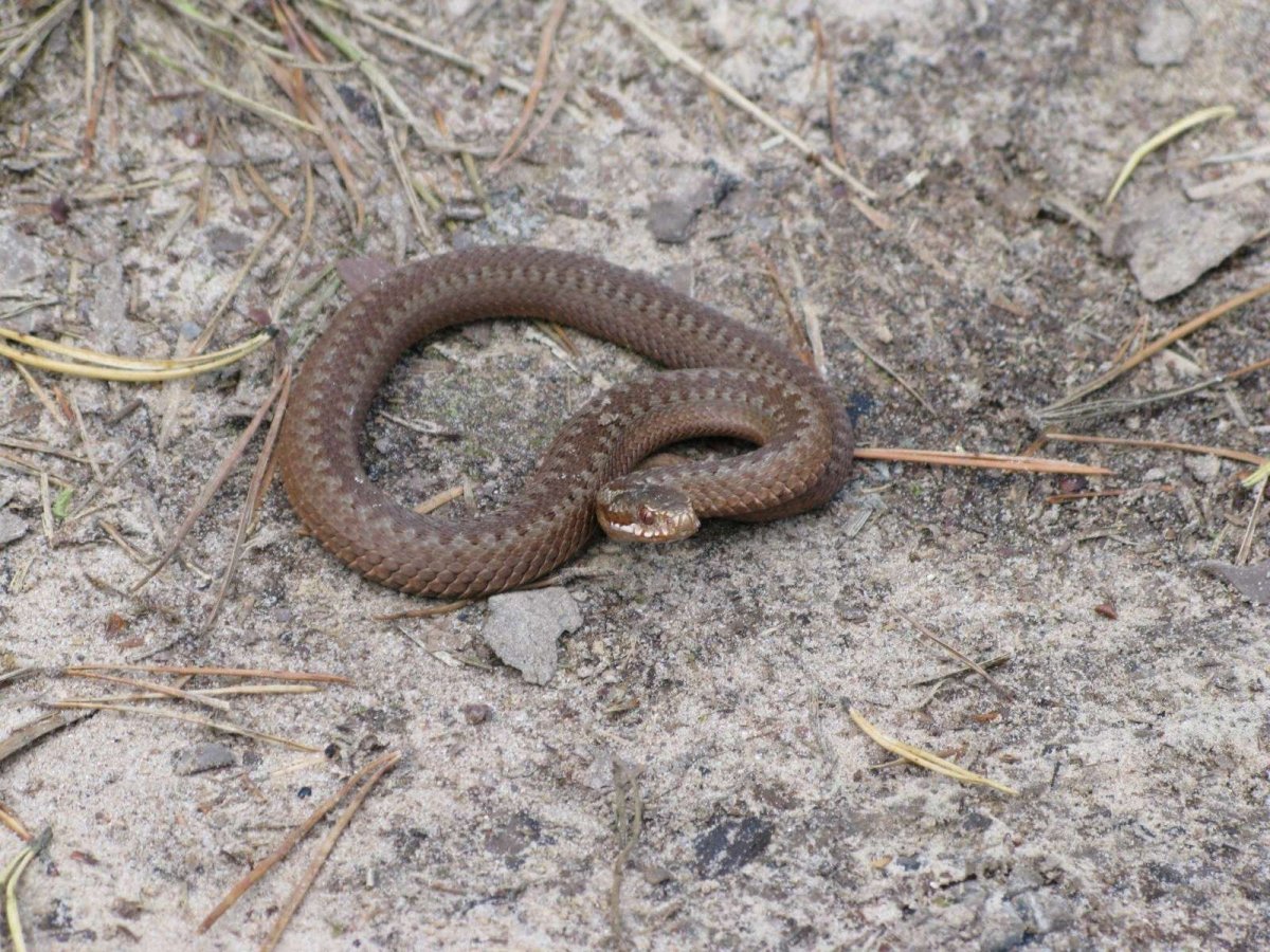 Змея гадюка коричневая