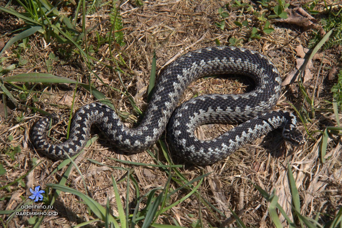 Малоазиатская гадюка