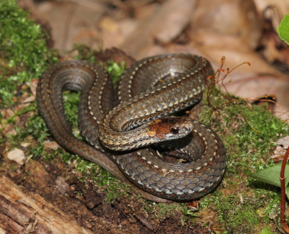 Змея гадюка коричневая маленькая