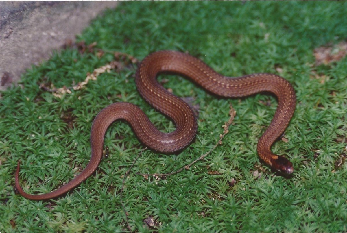 Коричневая змея медянка