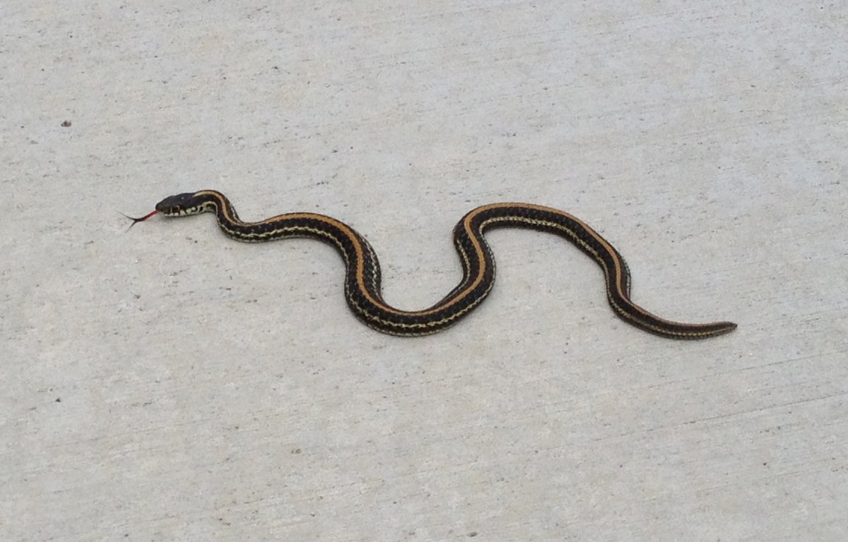 Медянка червяк