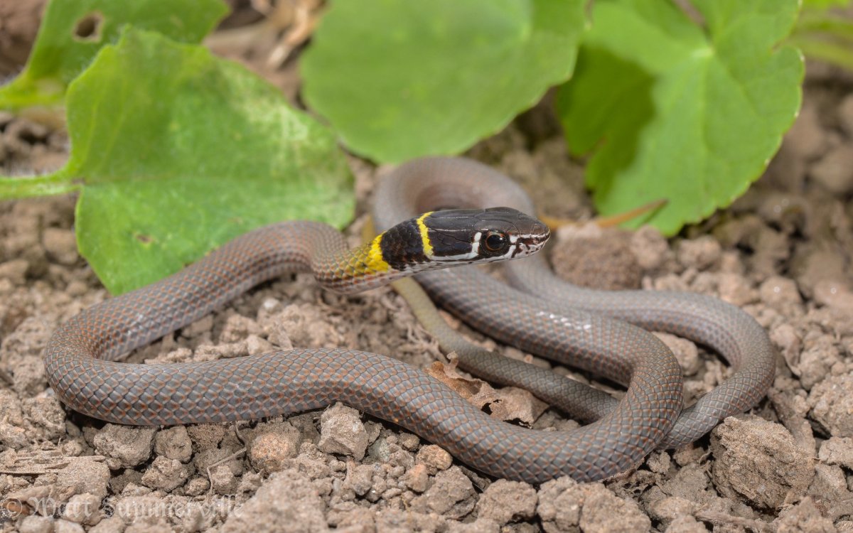 Коричневая ДЕМАНСИЯ (Demansia Psammophis)