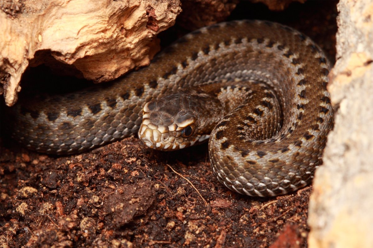 Кавказская Степная гадюка