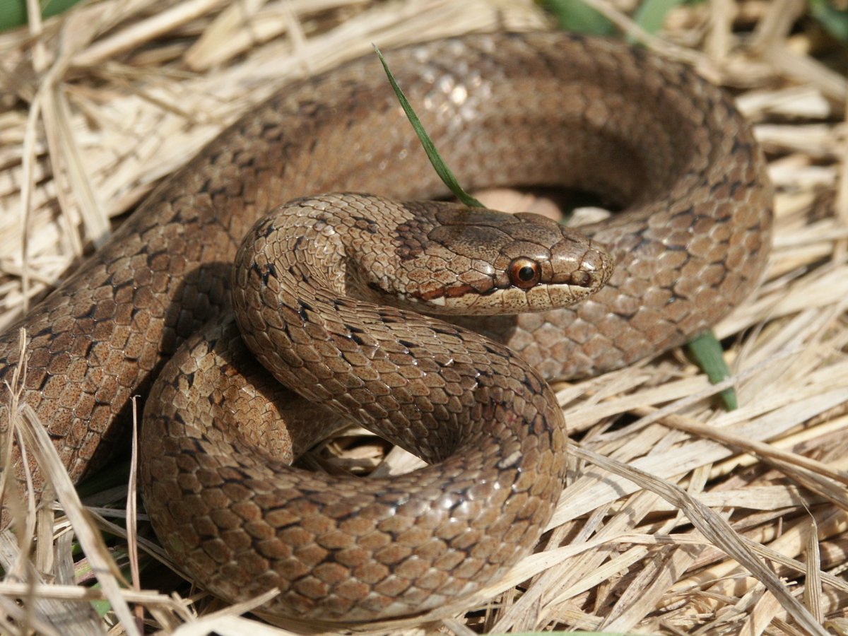 Atractaspis engaddensis