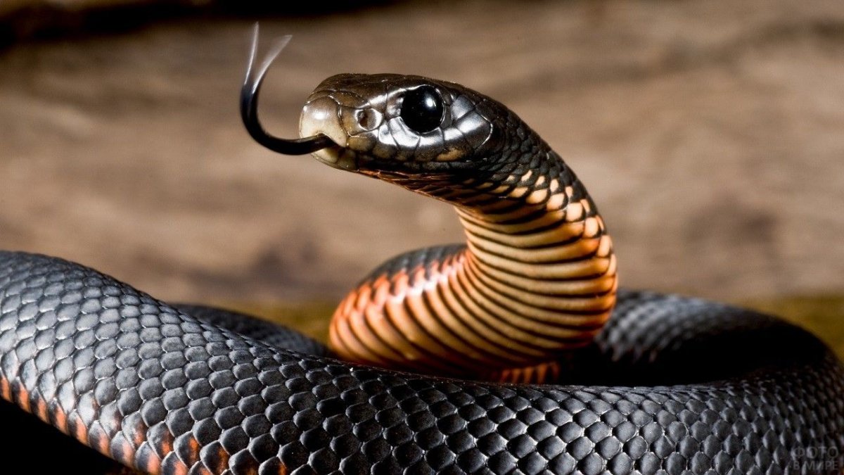 Змея Тайпан голубая