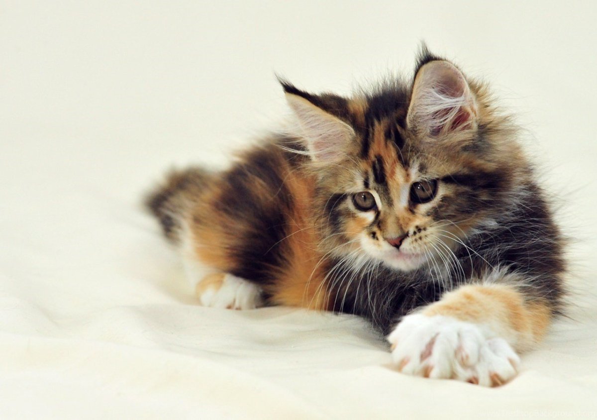 Трехцветные Мейн куны котята