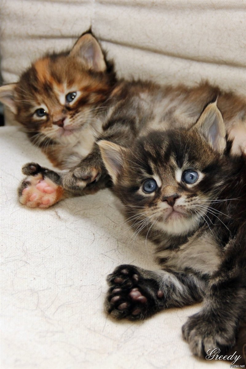 Что такое полидакт у кошек Мейн кун