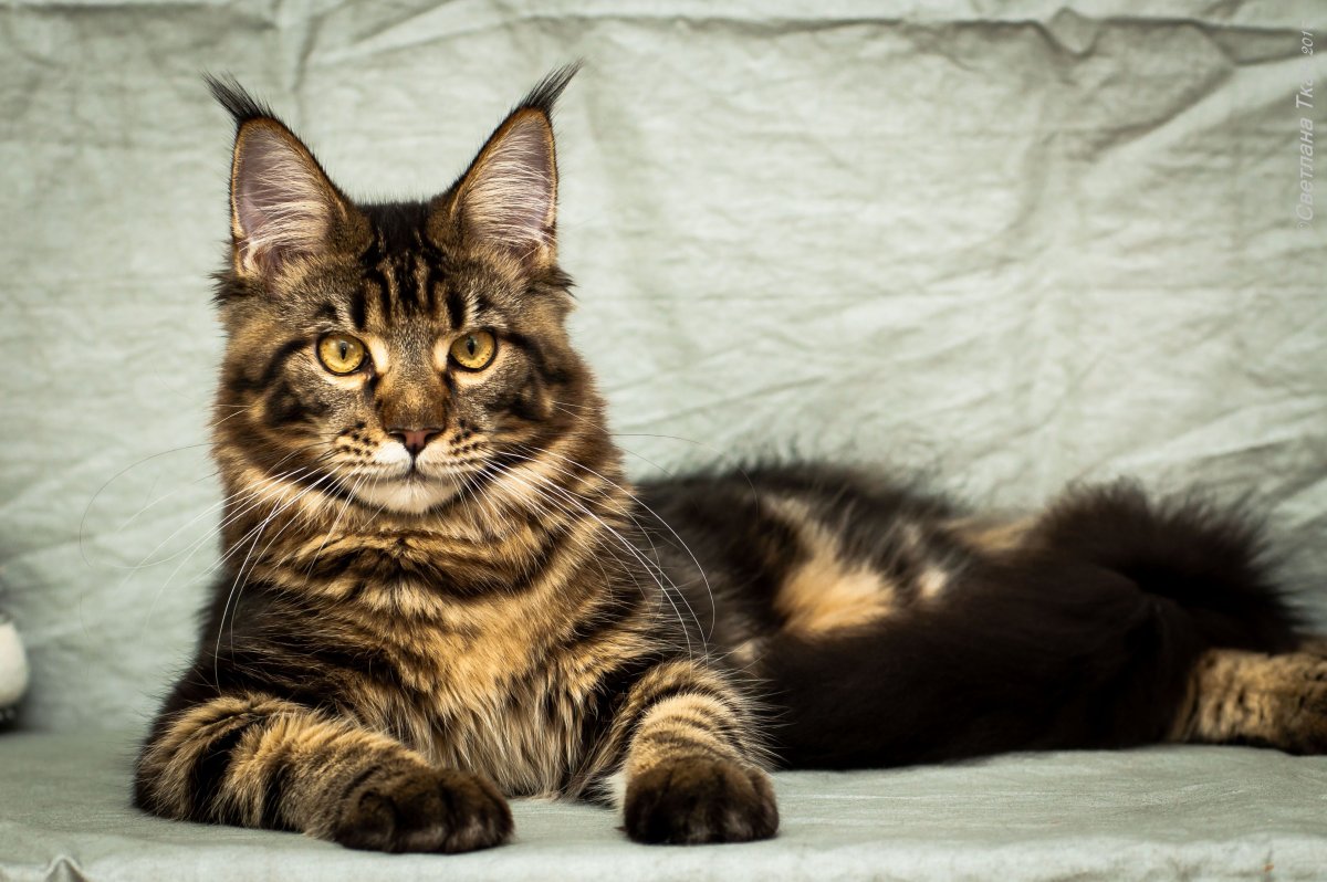 Кошка Мейн кун