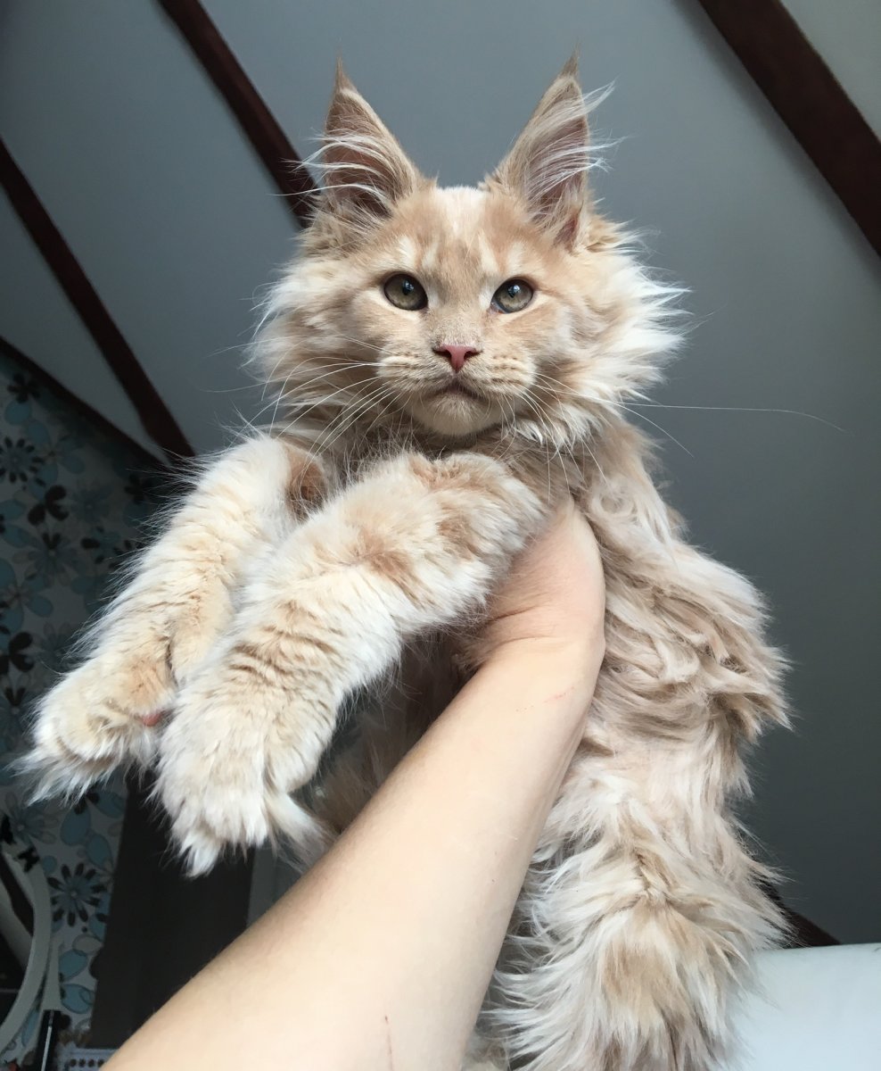 Мейн кун великан