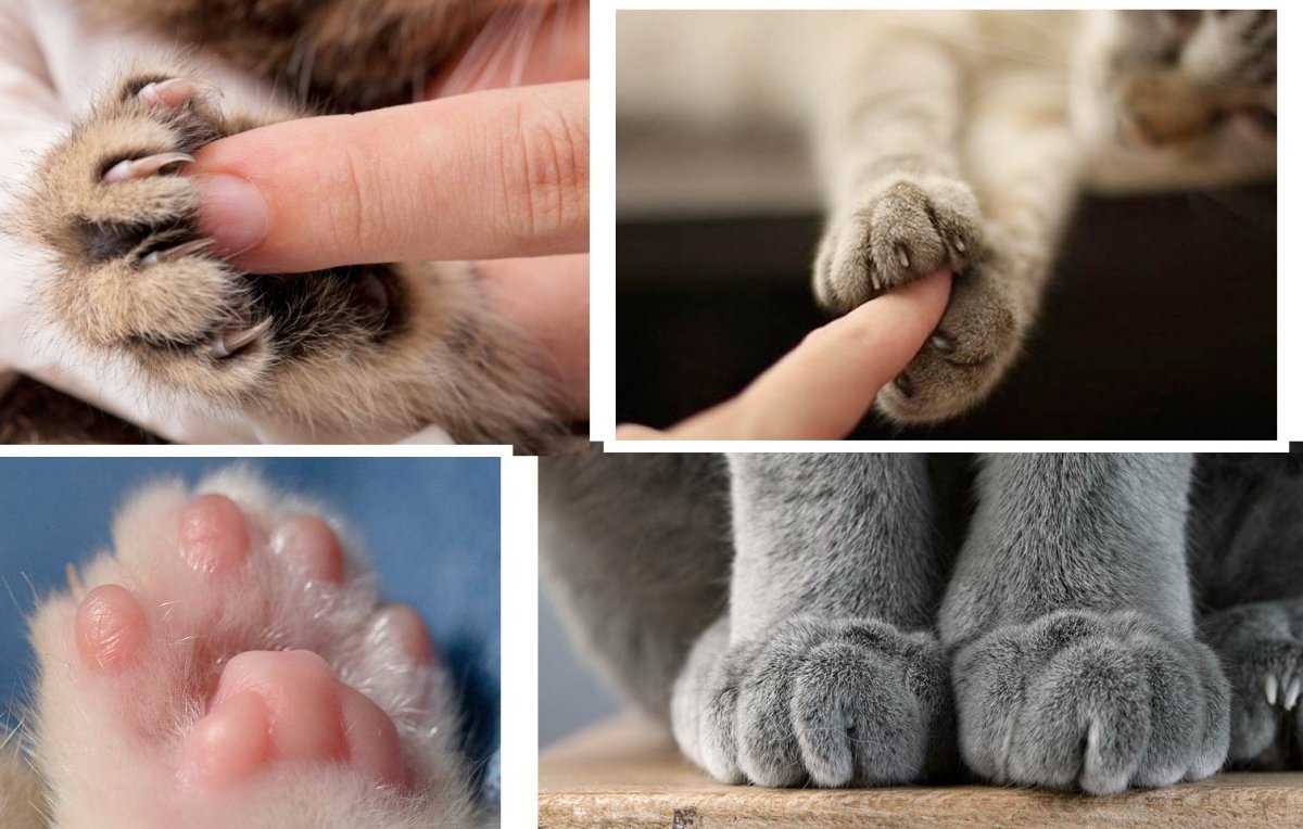 Кошачьи лапки передние
