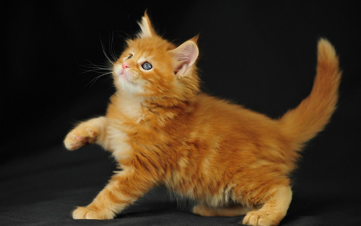 Мейн кун полидакт рыжий