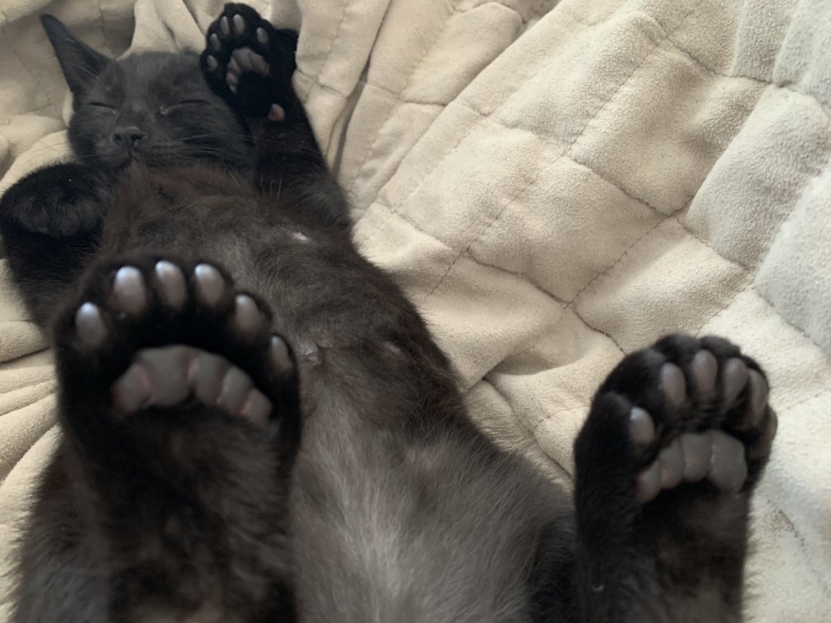 Кот с 6 пальцами