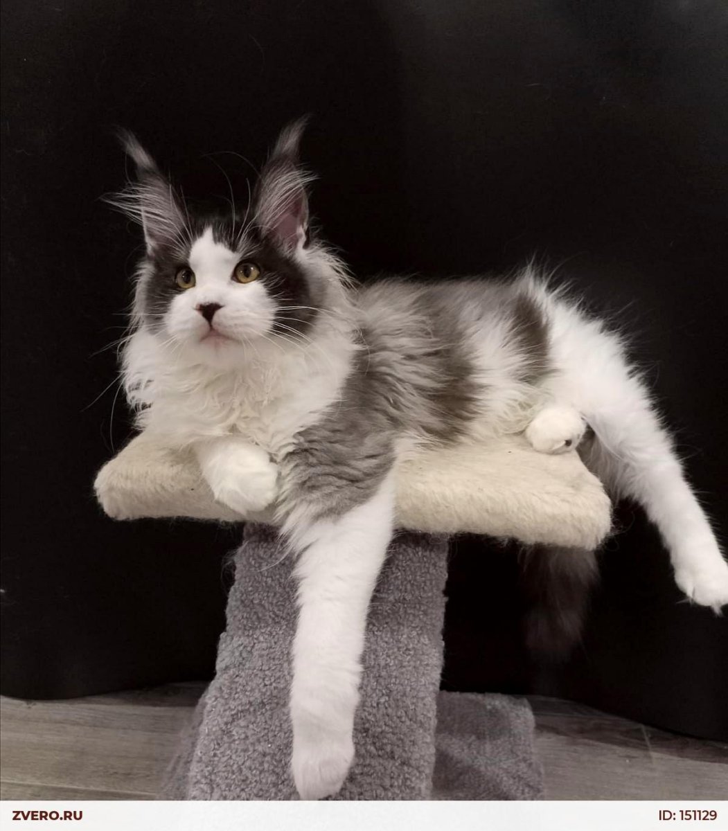 Мейн кун и сфинкс помесь