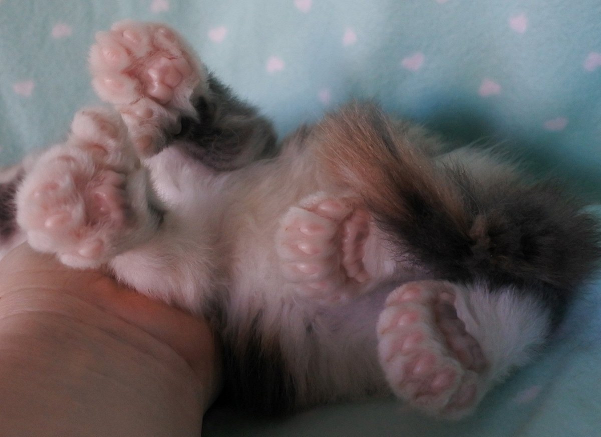 Полидактилия у кошек