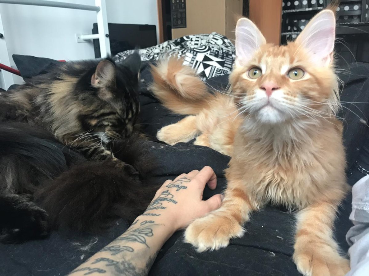 Мейн кун полидакт