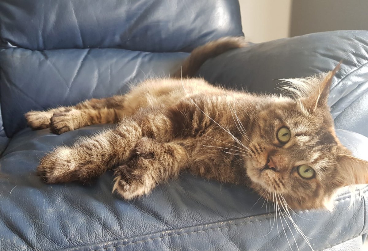 Кошка полидакт