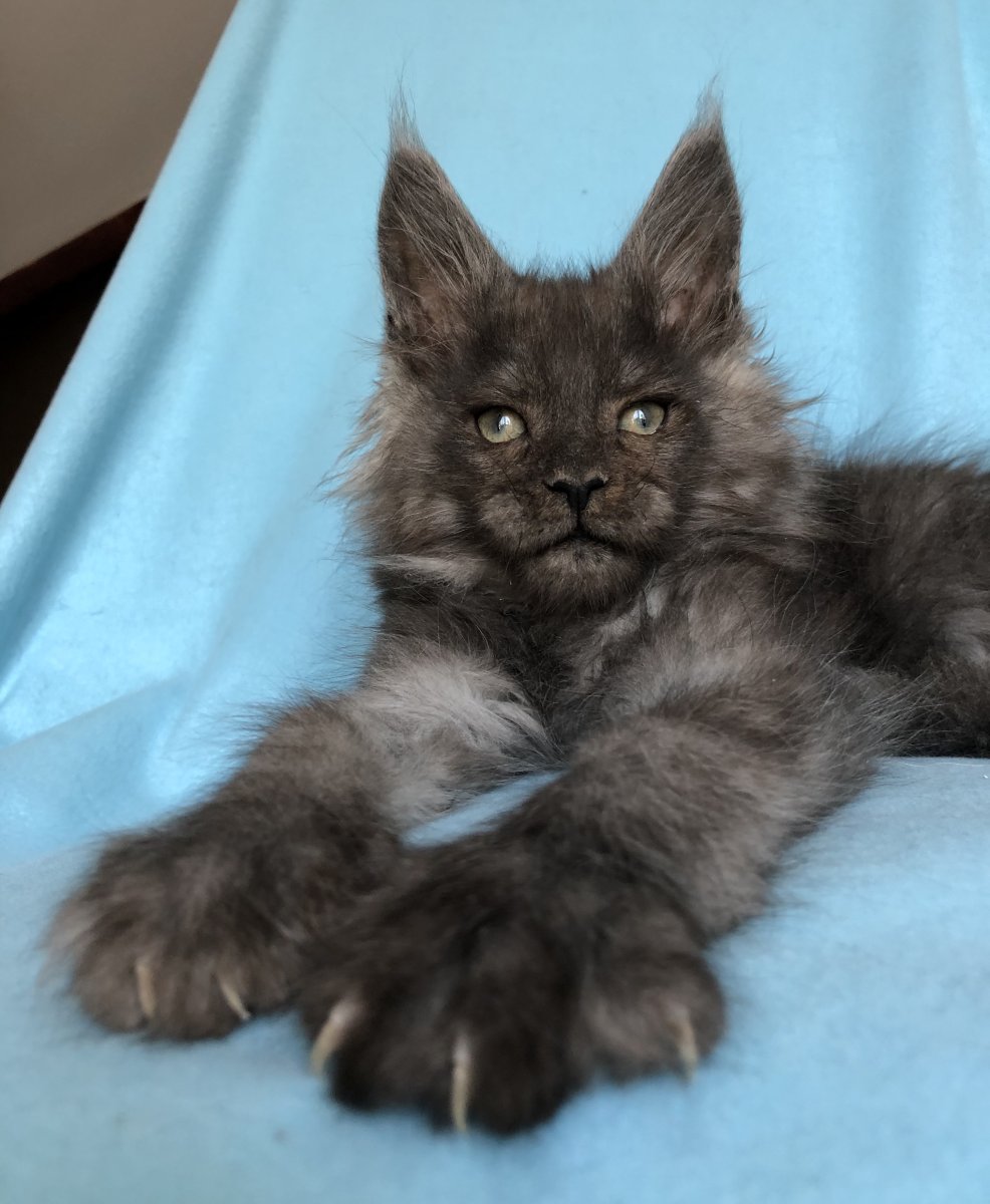 Мейн кун полидакт