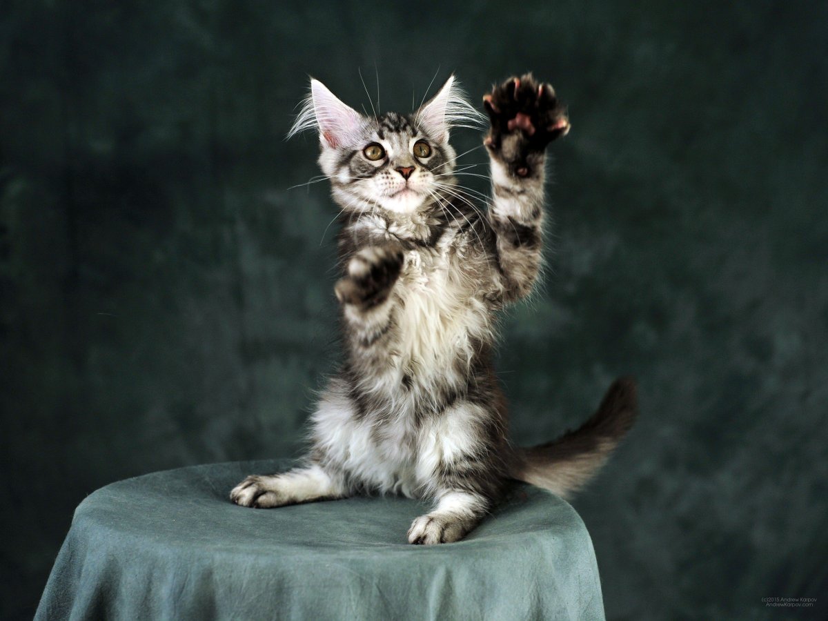 Кошки Мейн-кун фото