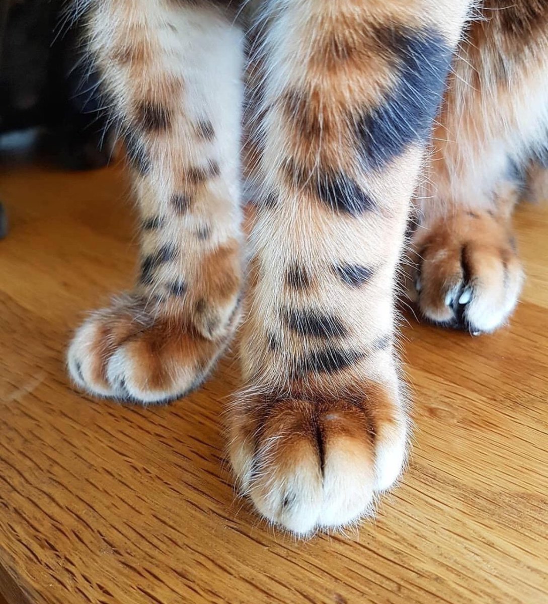 Пушистые лапки