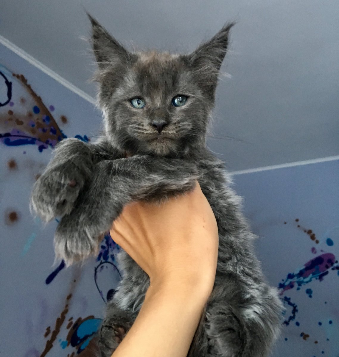 Кот полидакт Мейн кун это что