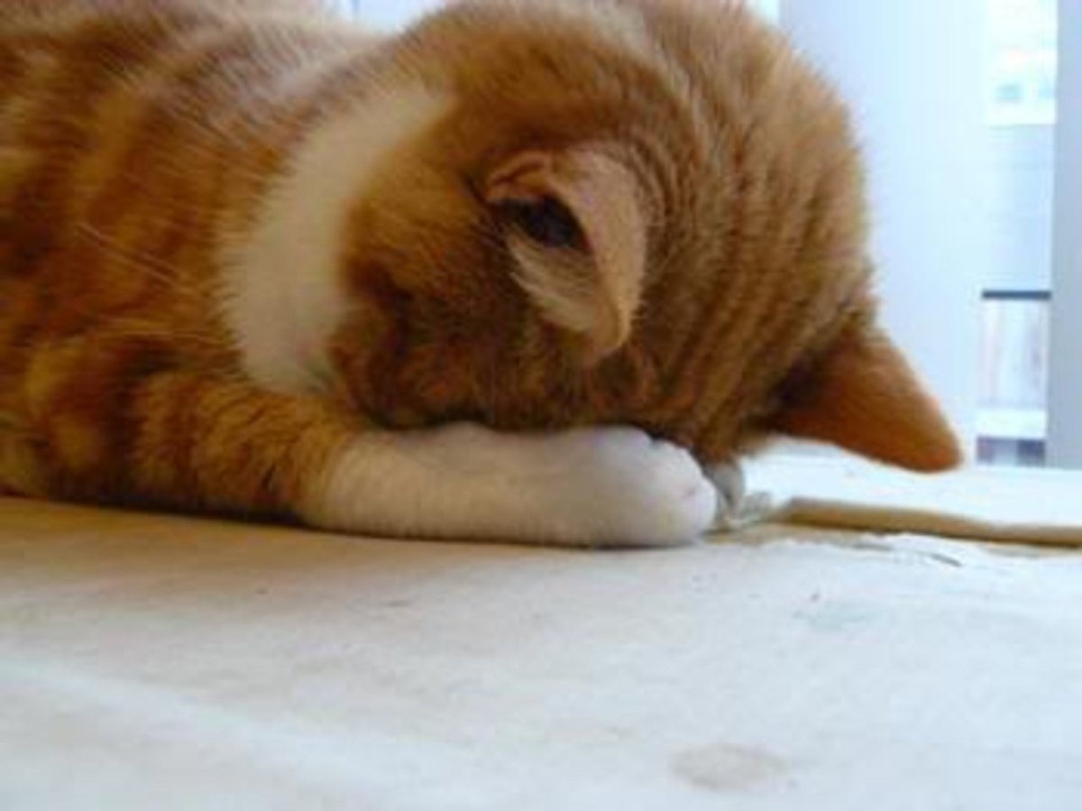 Коту стыдно