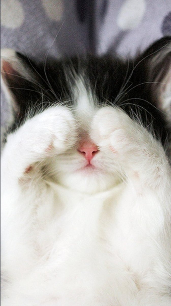 Кошка смущается