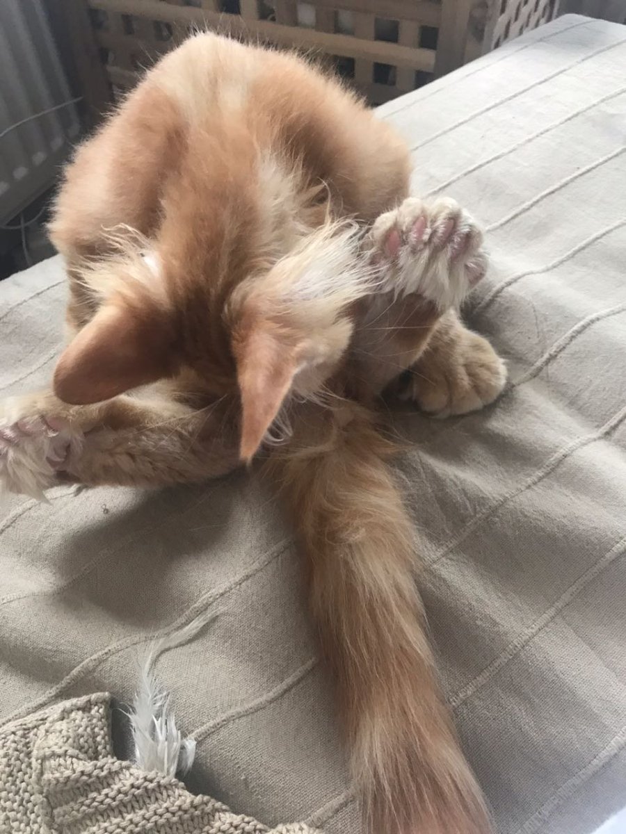 Полидакт кошки и собаки фото