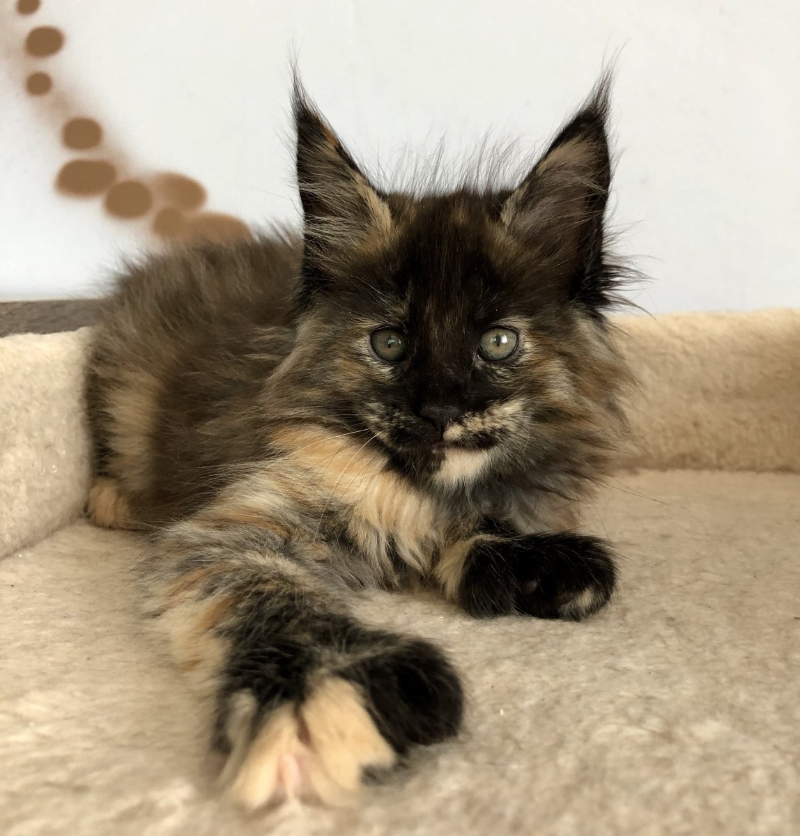 Котята Мейн кун полидакт