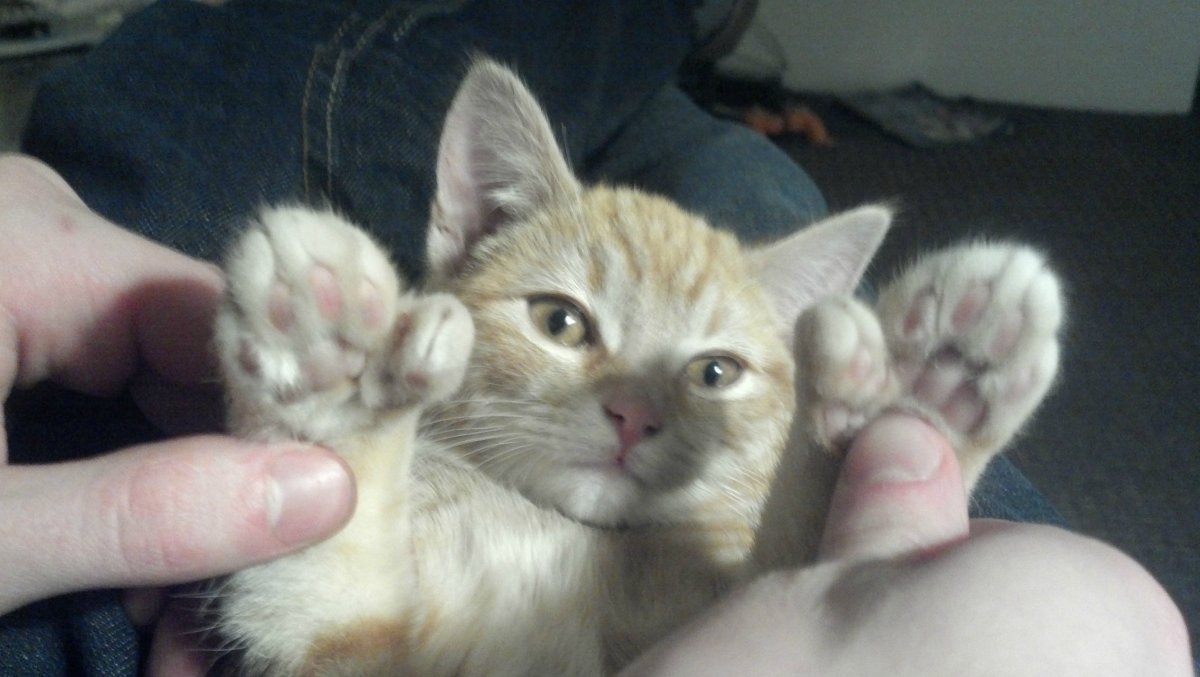 Полидактилия у кошек