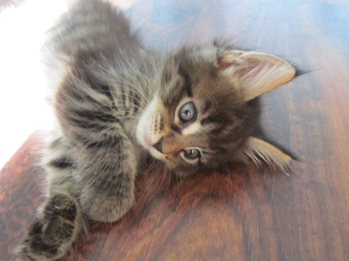 Котенок Юки