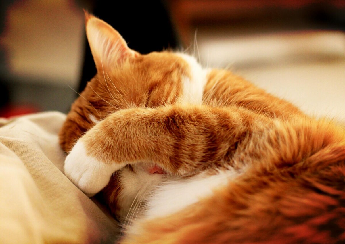 Застенчивый кот