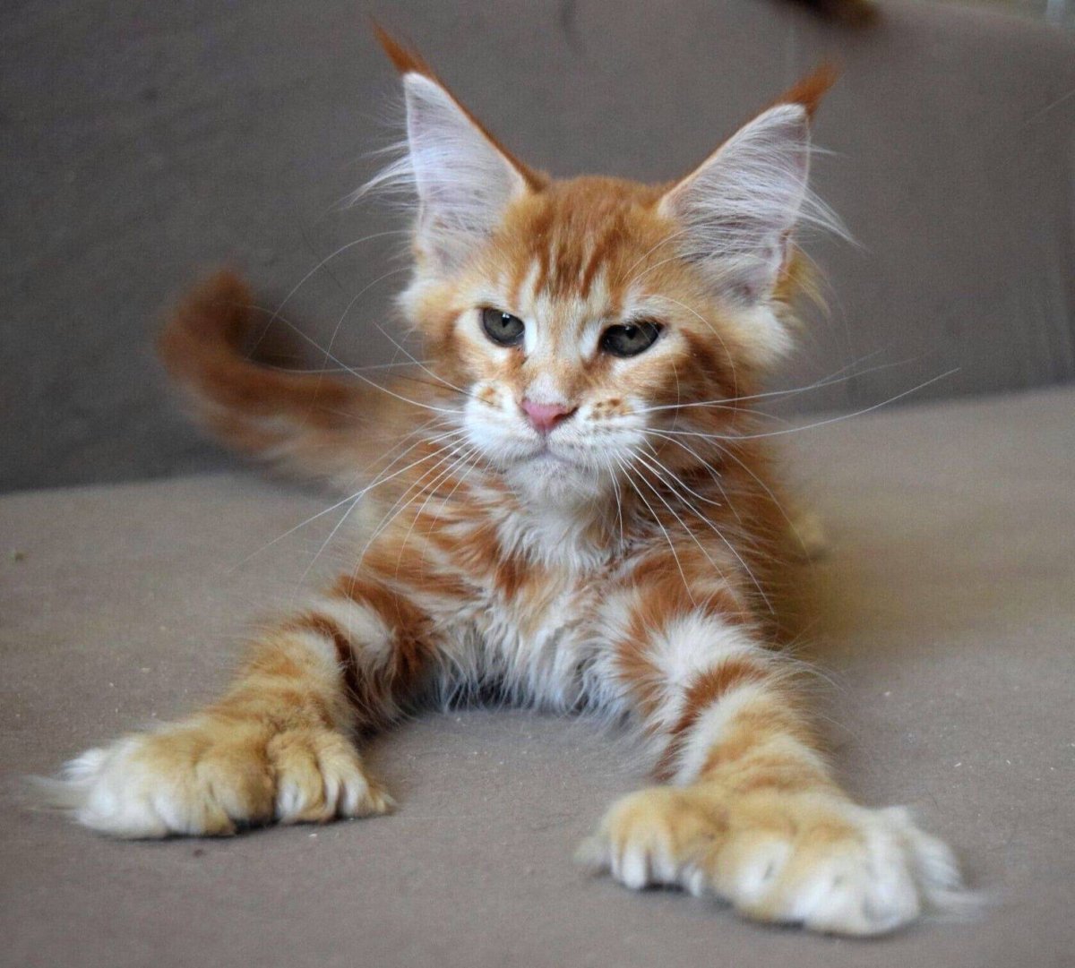 Полидактилия у Мейн кунов