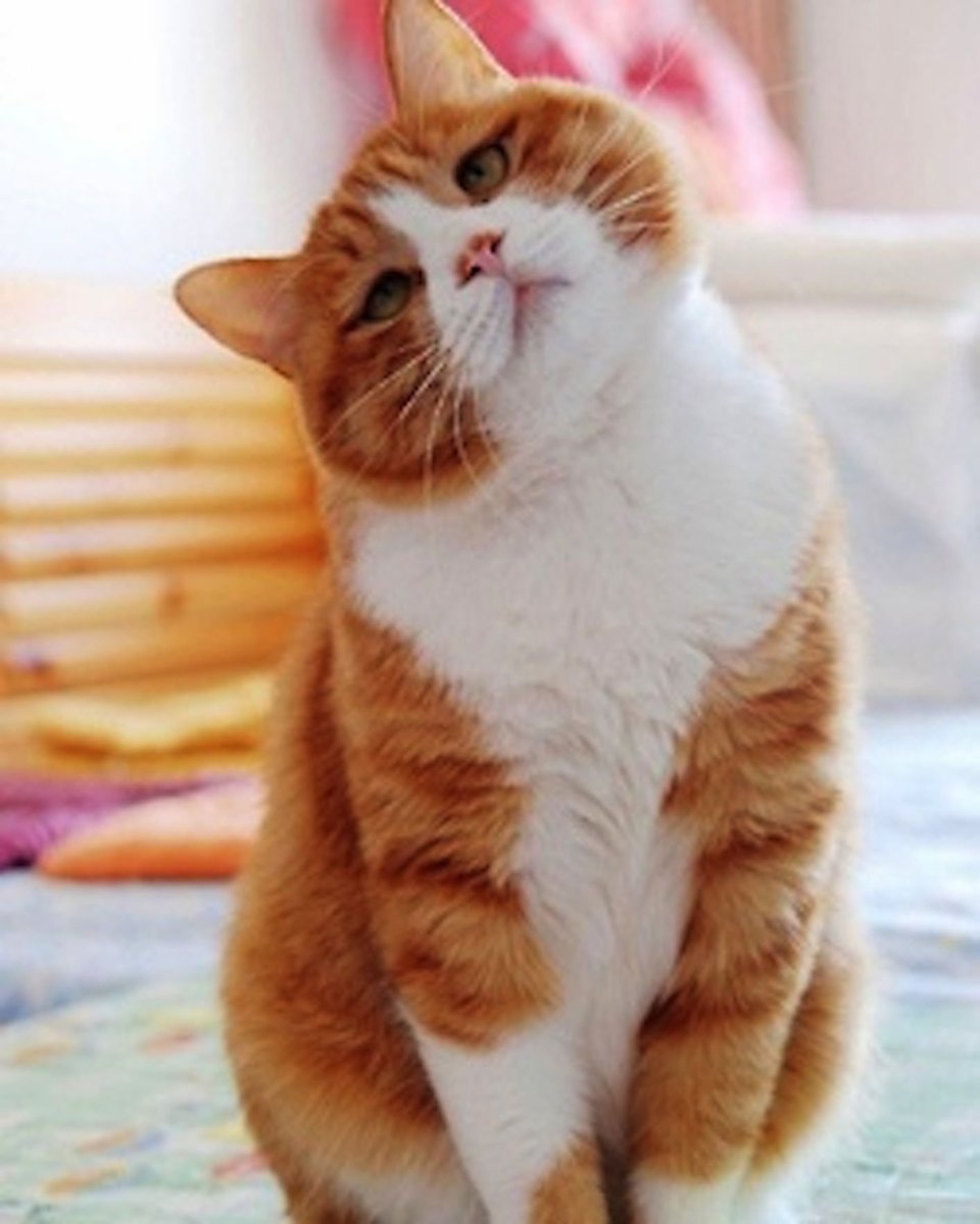 Виноватый кот