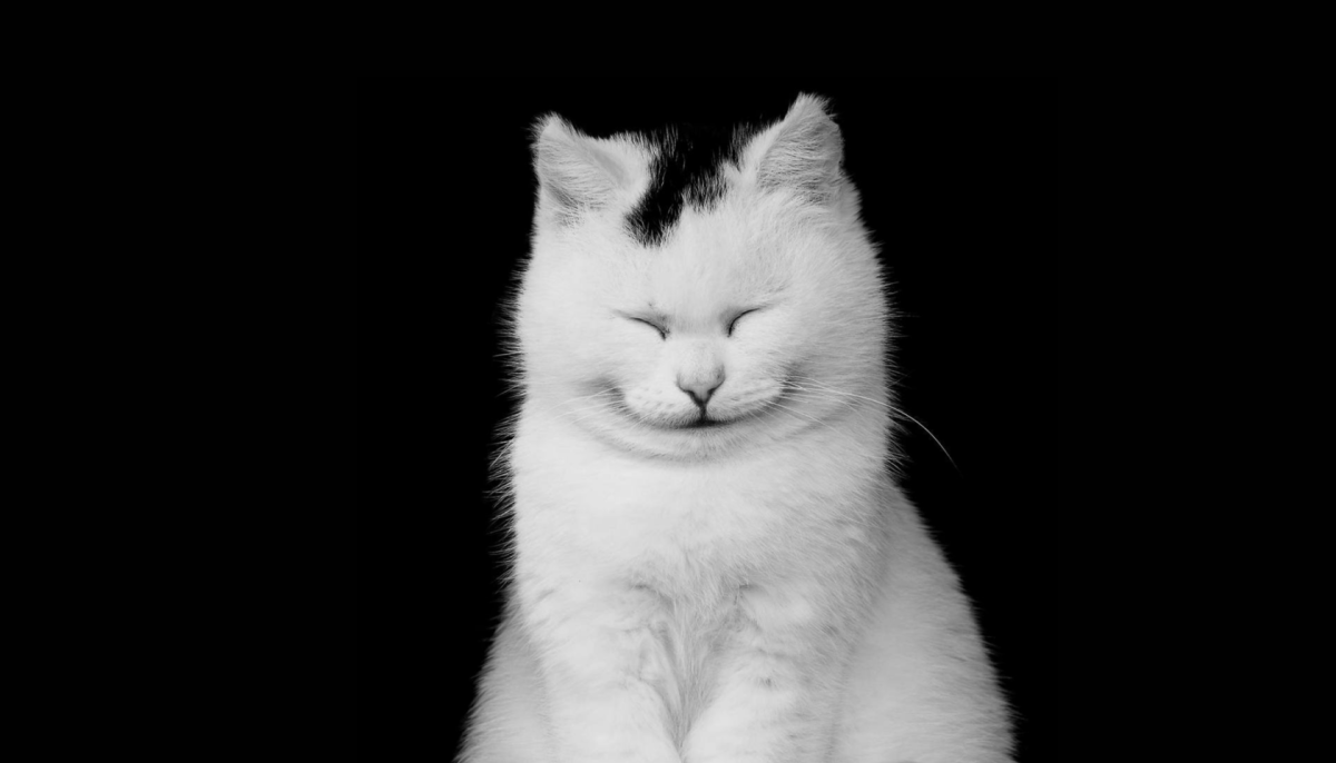 Черный кот на белом фоне