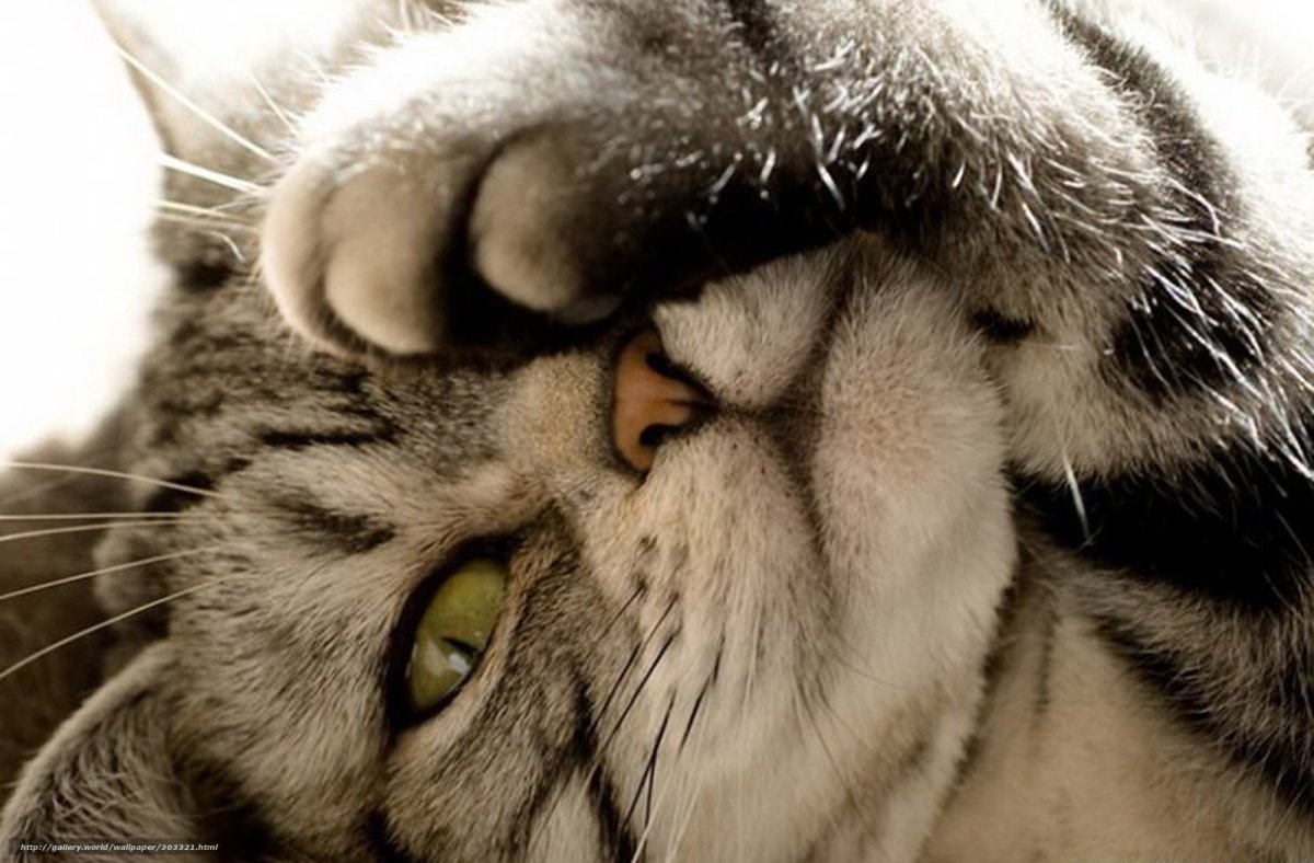 Кот закрывает лапой морду