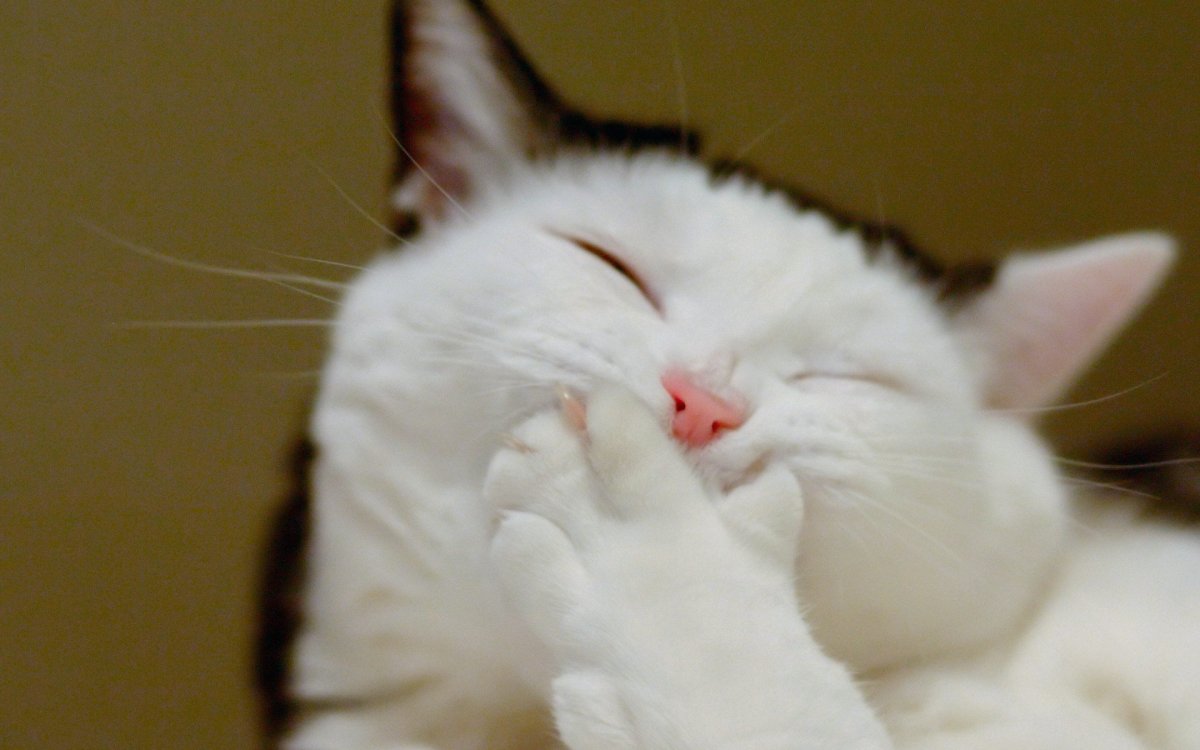 Кот смеется