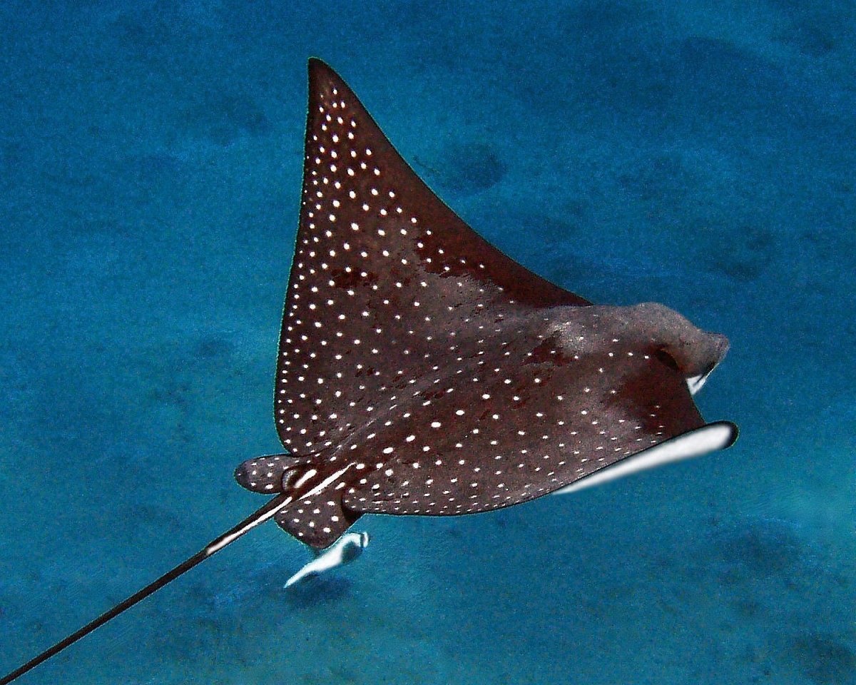 Скат кольчатый хвостокол