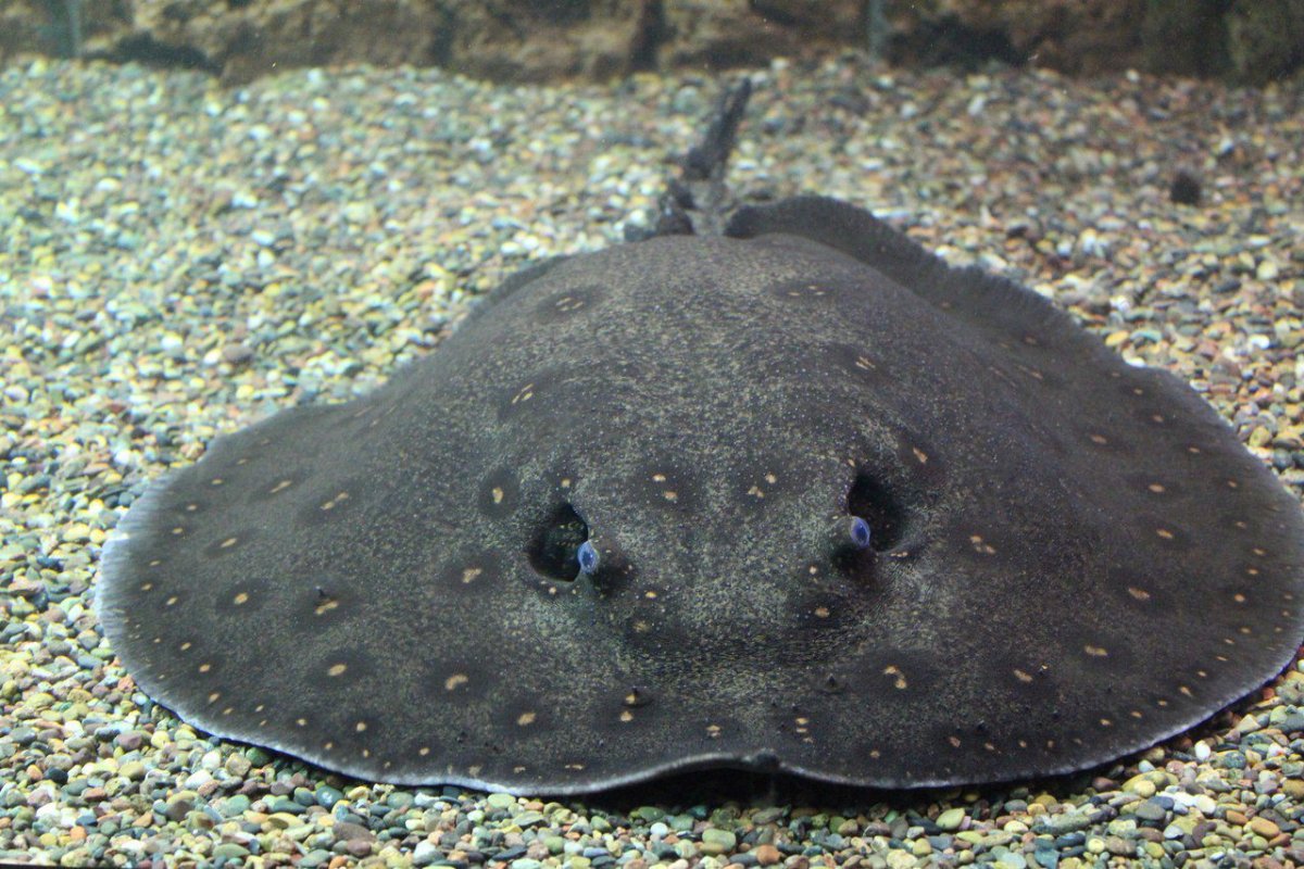 Глазчатый хвостокол