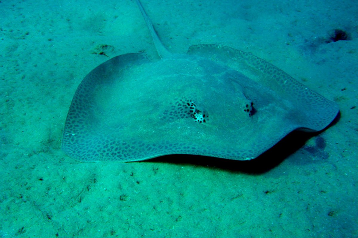 Индо-Тихоокеанский электрический Скат