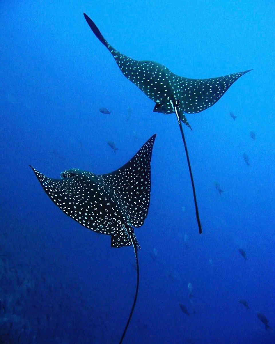 Скат орляк пятнистый