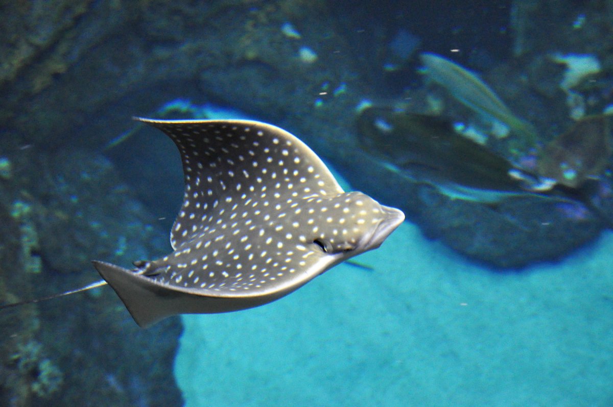 Скат орляк пятнистый