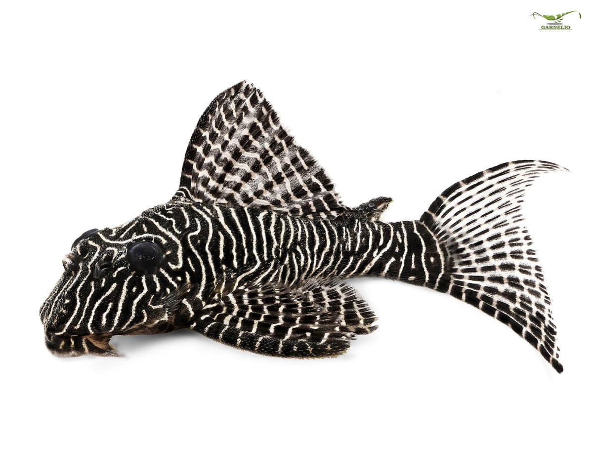 Сомик птеригоплихт парчовый белый