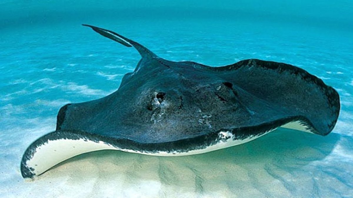 Стингрей морской Скат