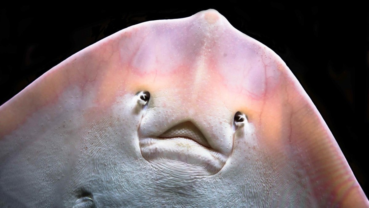 Рыба Скат снизу