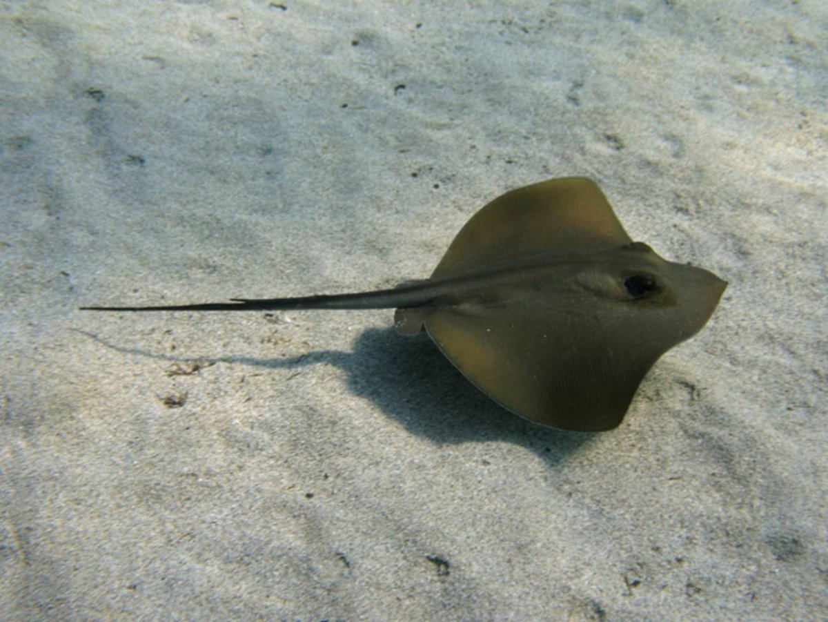 Скат-хвостокол морской кот