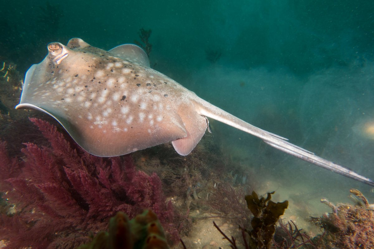 Скат-хвостокол морской кот